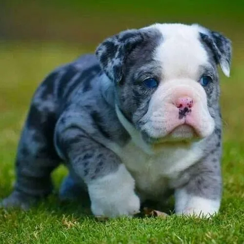 Oscar