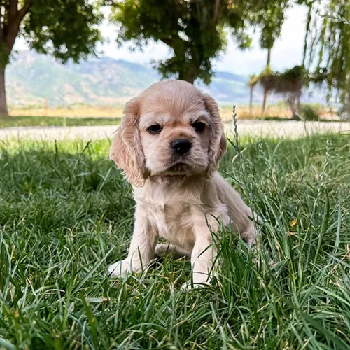 Oscar