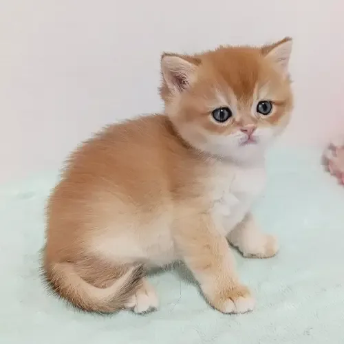 Cream British Shorthair