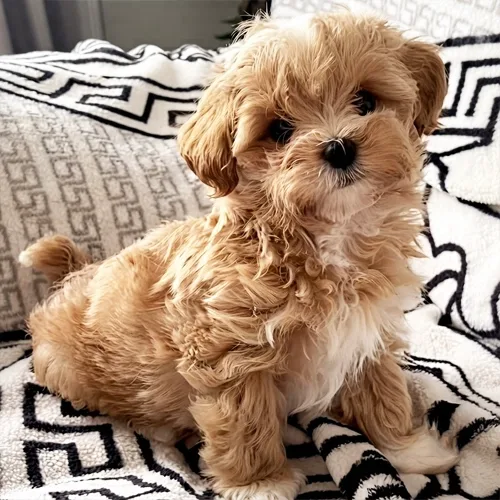 Oscar