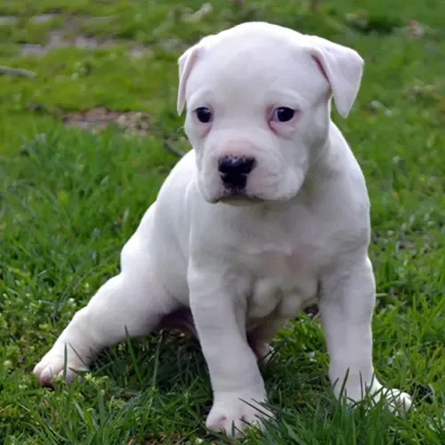 White Dogo Argentino
