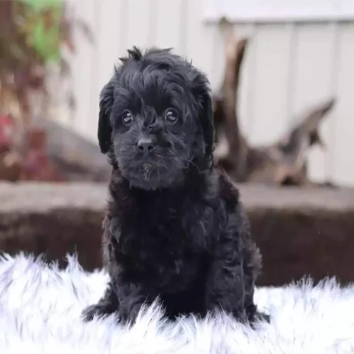 Black Cavapoo