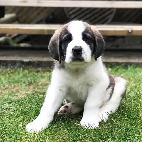 Owen