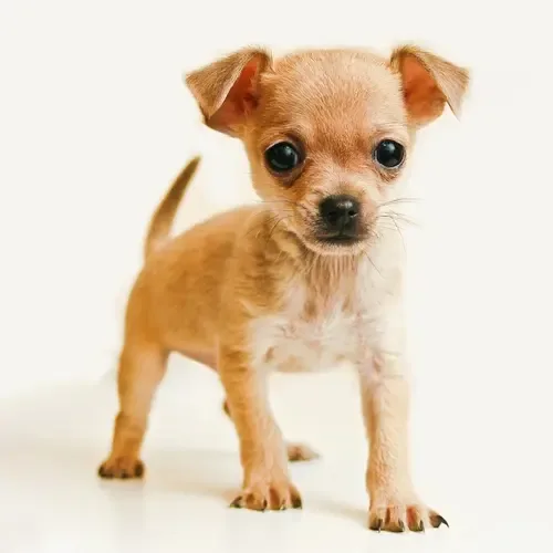Peanut