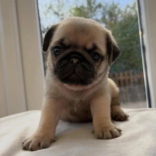 Peanut