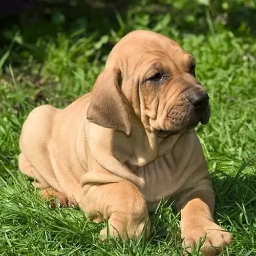 Fawn Brazilian Mastiff