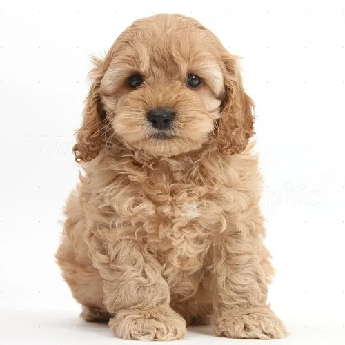 Cream Cockapoo