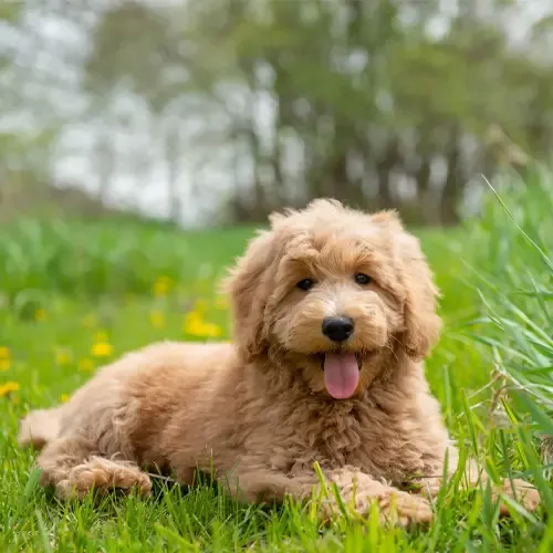 Penny