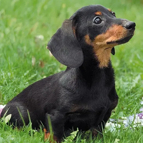 Percy