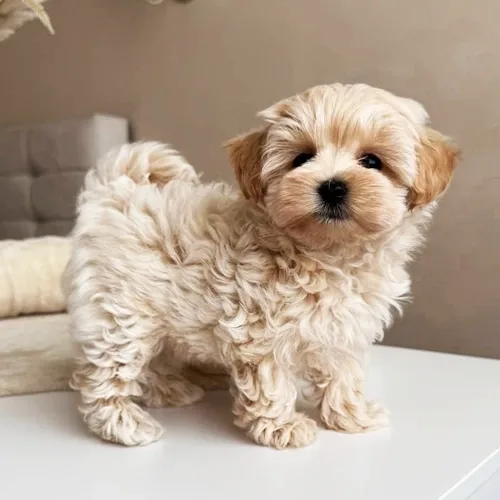 Pogo