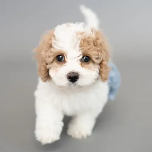 Prince