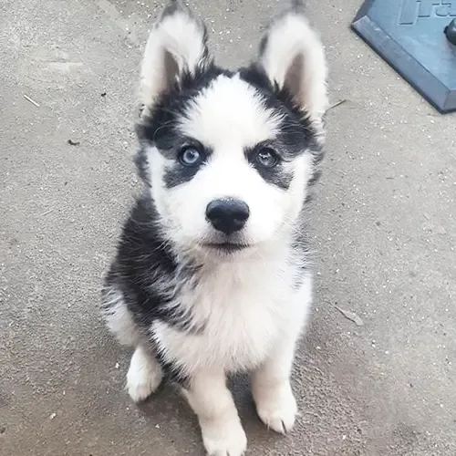 Rafael
