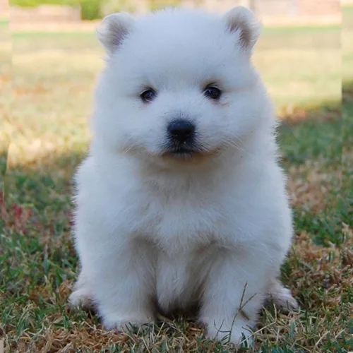 White German Spitz