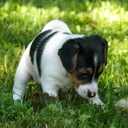 White & Black Jack Russell