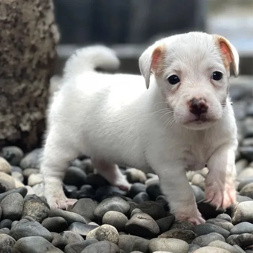 White Jack Russell