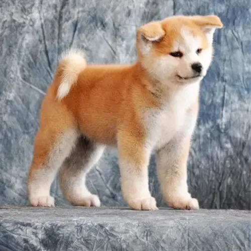 Ren