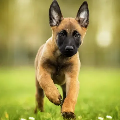 Rex