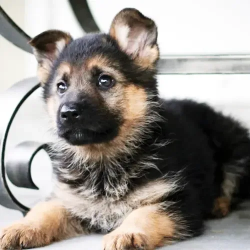 Rex
