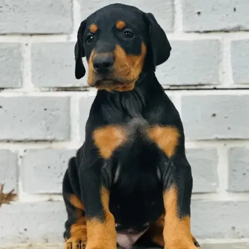 Rex