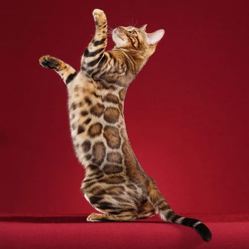 Brown Spotted Bengal