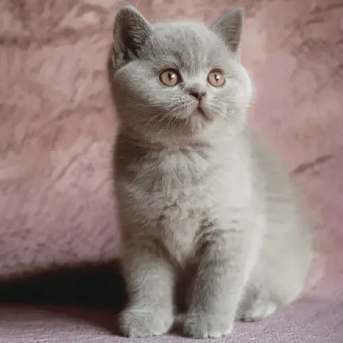 Blue British Shorthair
