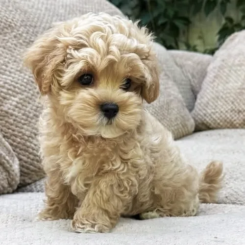 Rosie