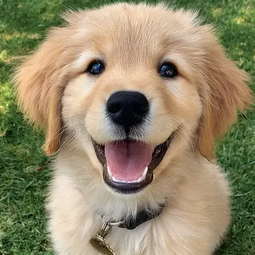 Rosie