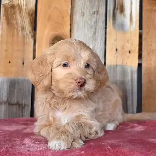Rosie