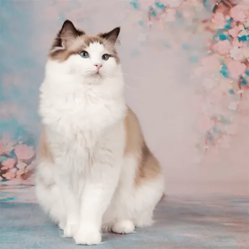 Seal Bicolor Ragdoll
