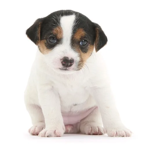 Tan Jack Russell