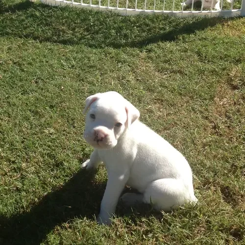 White Dogo Argentino