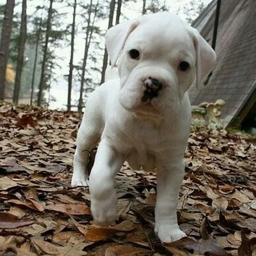 Roxy