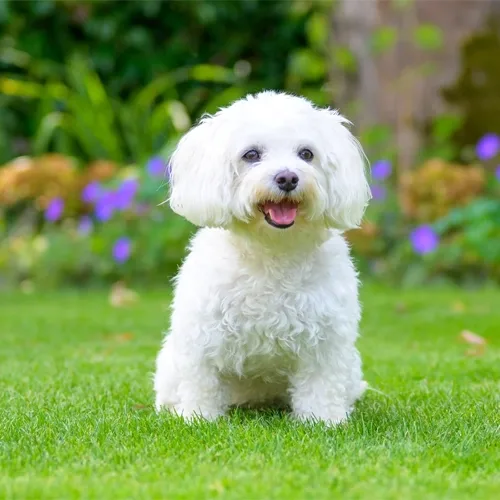 White Havanese