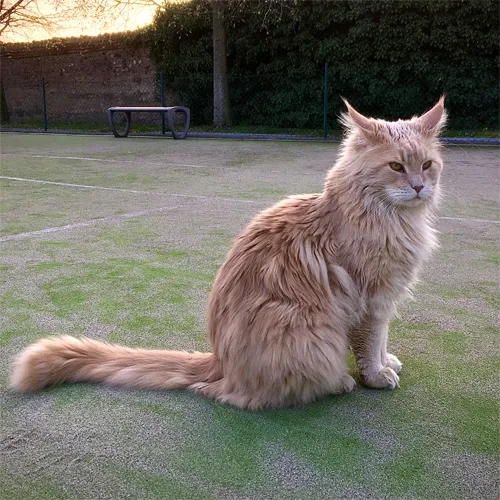 Cream Maine Coon