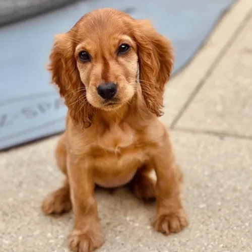 Rusty