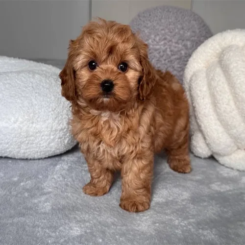 Red Cockapoo