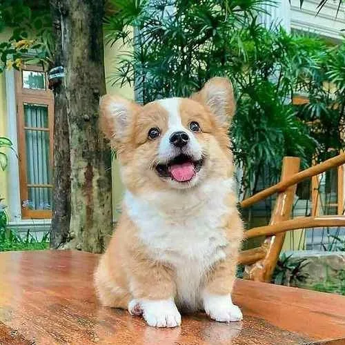 Red & White Devilish corgi