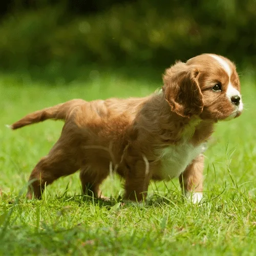 Ruby Cavalier King Charles Spaniel