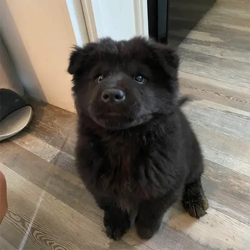 Scout