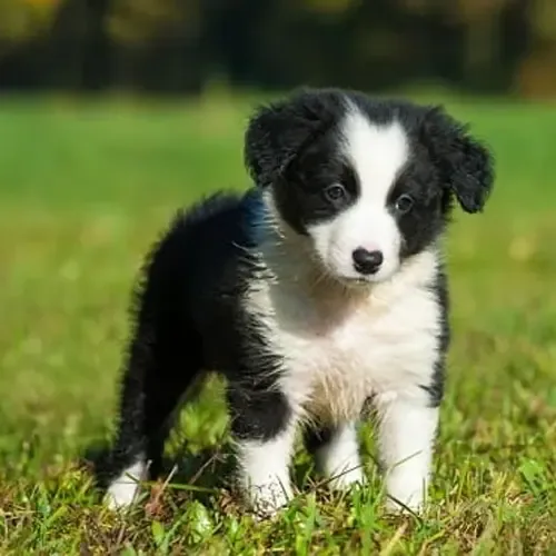 Scout