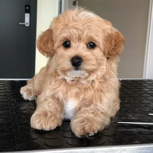 Scout