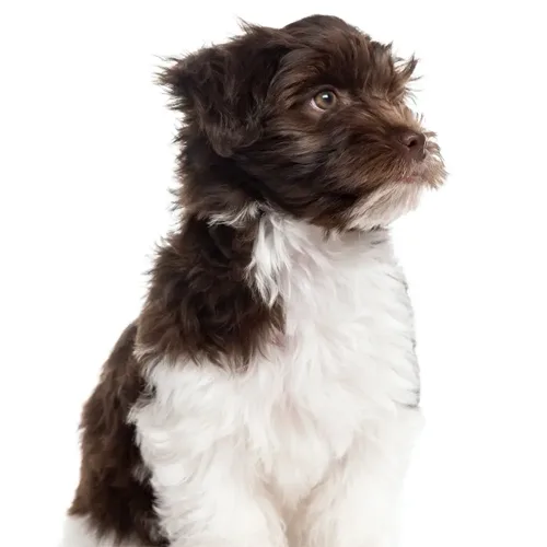 Parti Havanese
