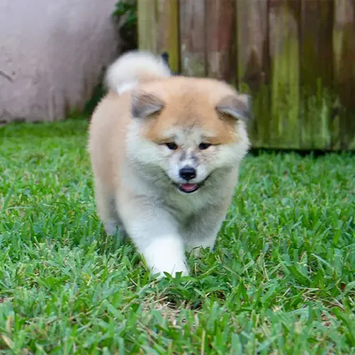 Scout