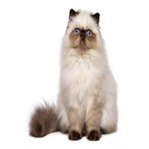 Bella Himalayan