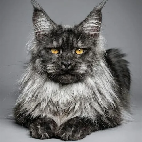 Black Maine Coon