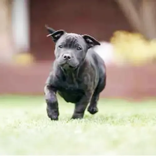 Solid Black American Pitbull
