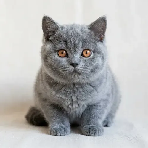 Blue British Shorthair