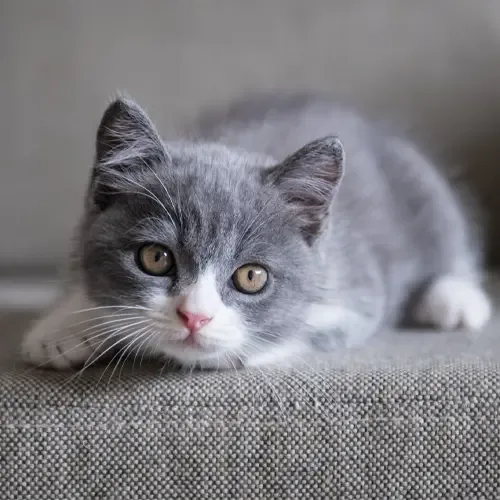 Blue & White British Shorthair