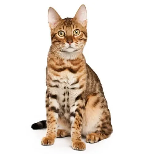 Brown Spotted Bengal