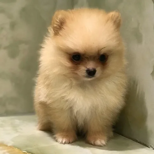 Simba